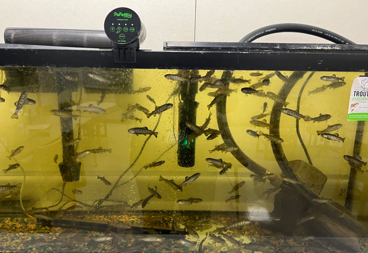 Is Trout in the Classroom Effective?